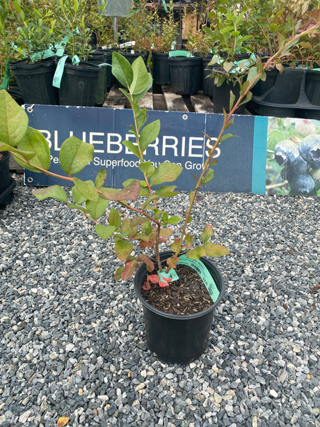 Blueberry, Burlington Potted Plant For Sale