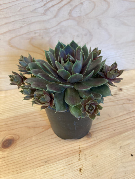 Hen and Chicks, Silverine