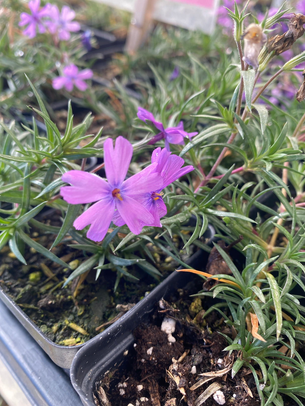 Phlox, Purple Beauty