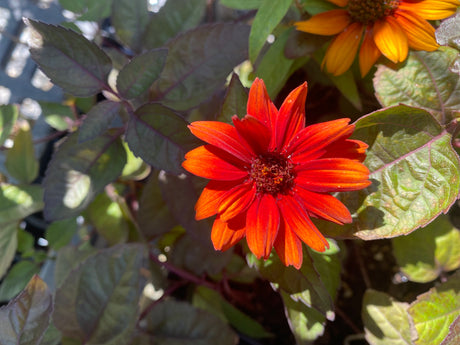 Heliopsis 'Bleeding Hearts'