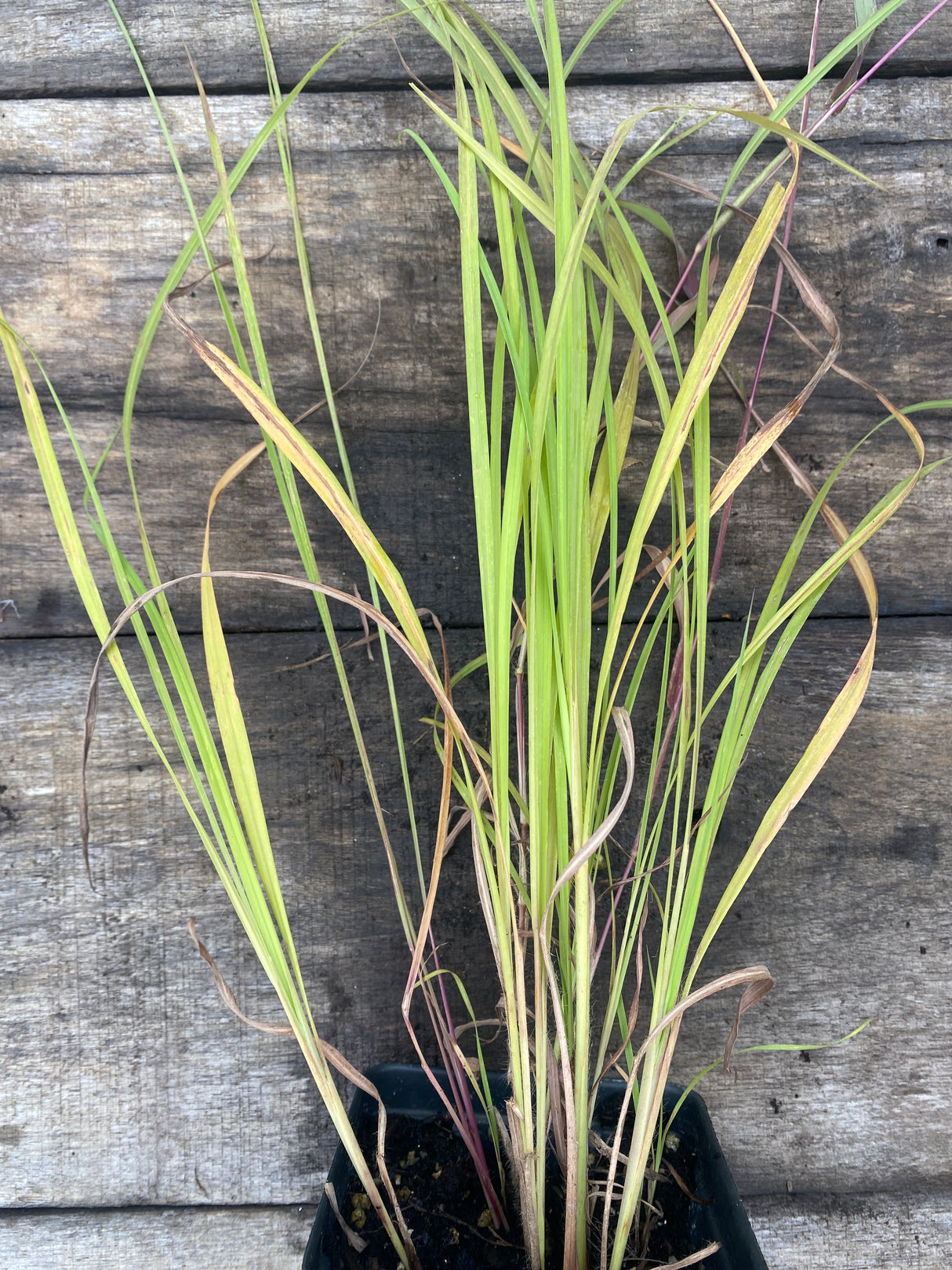 Little Bluestem 'Standing Ovation'
