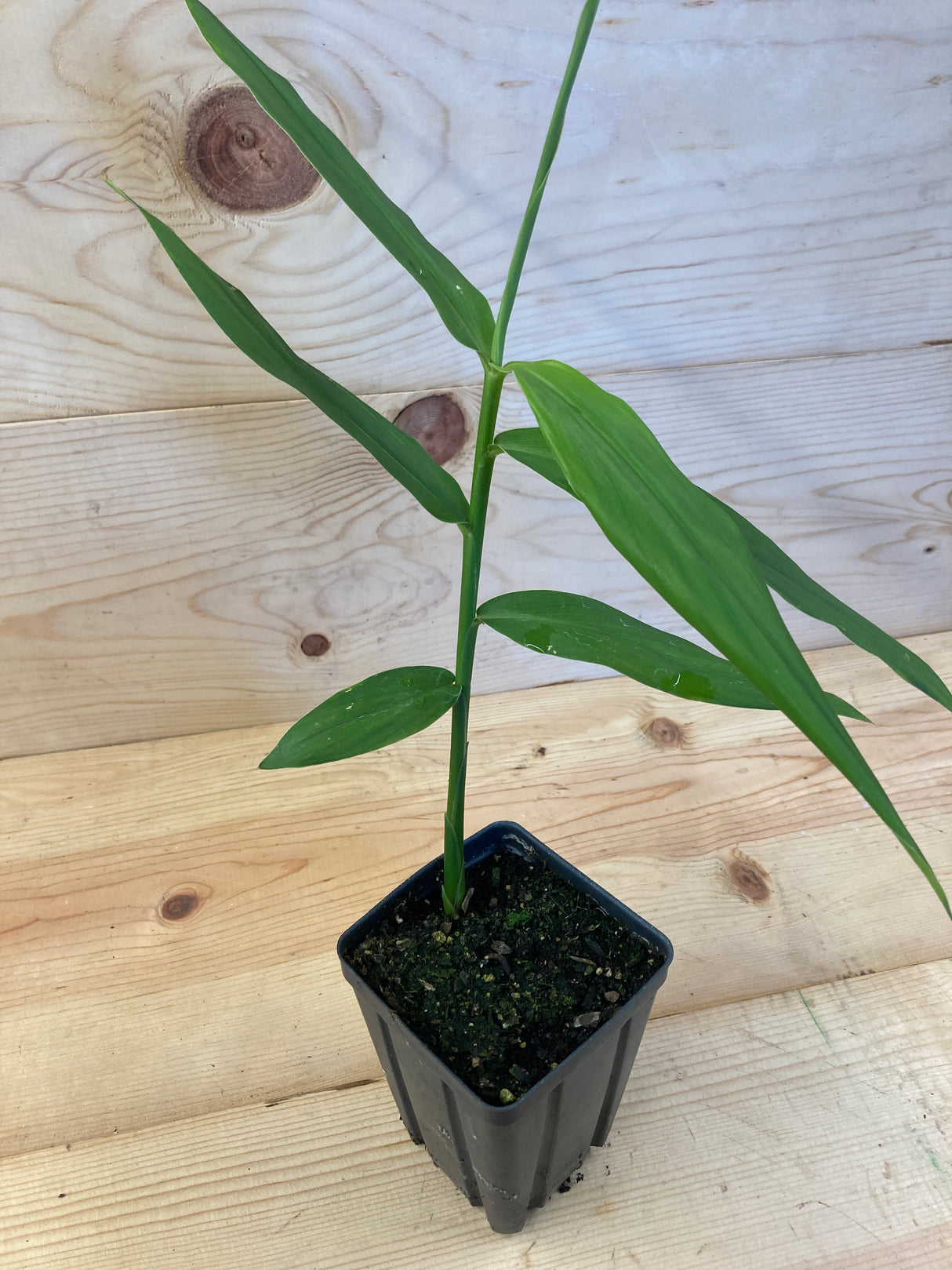 Turmeric, Plai