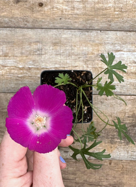 Callirhoe involucrata purple poppy mallow flower for sale