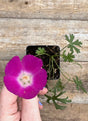 Callirhoe involucrata purple poppy mallow flower for sale