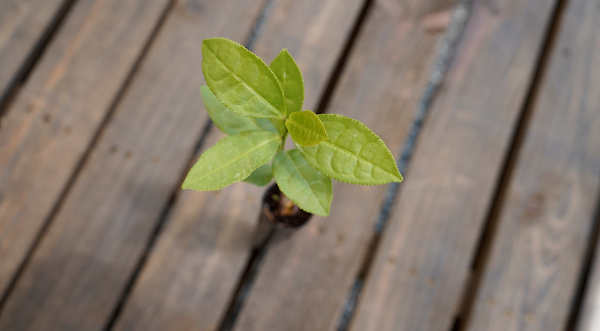 Camellia sinensis green tea plant potted plant for sale