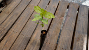 Camellia sinensis green tea plant potted plant for sale