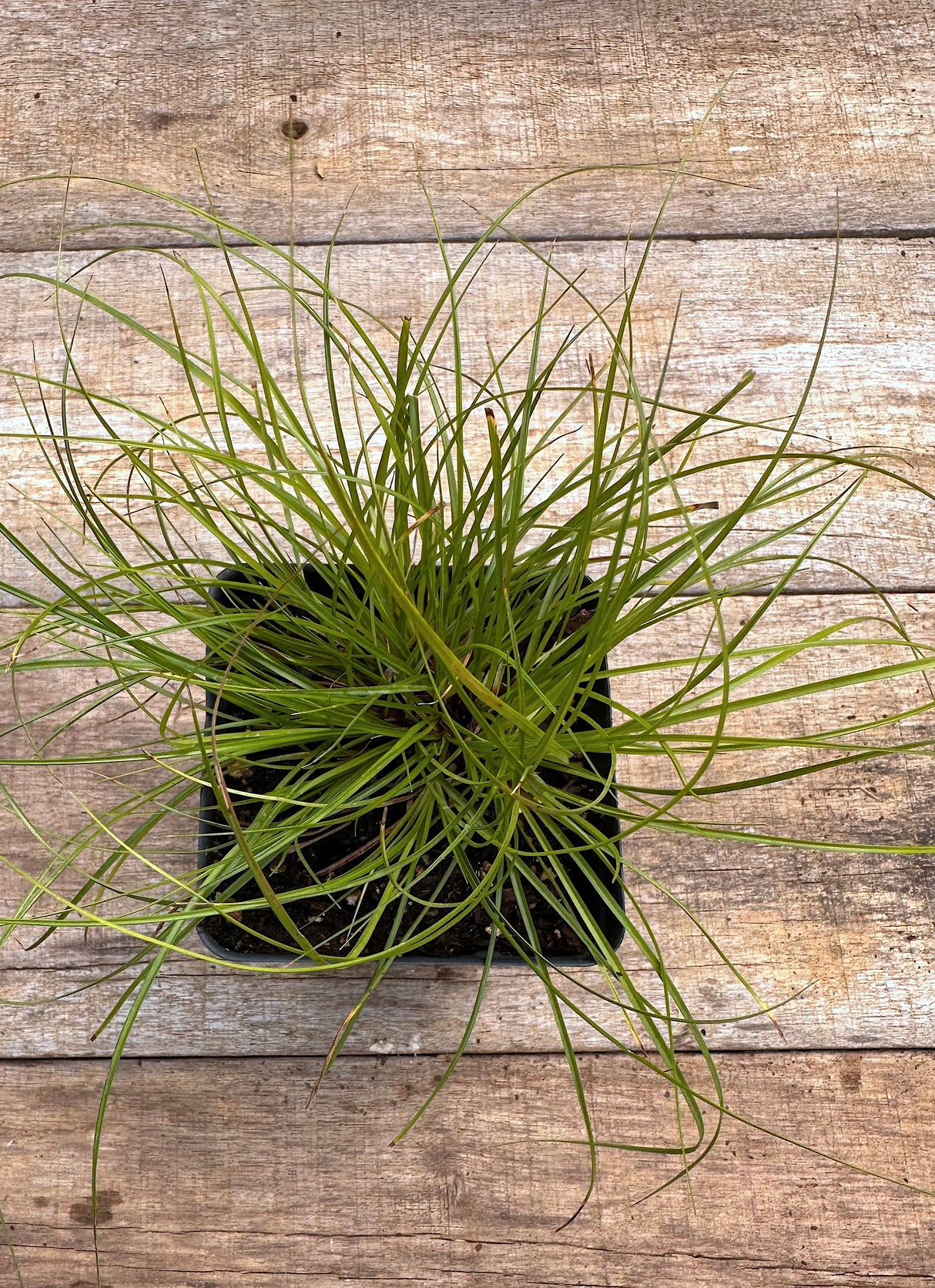 Carex albicans white tinged sedge potted plant for sale