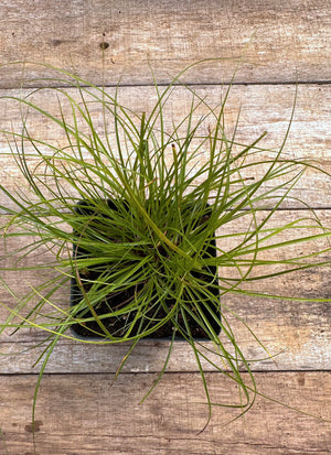 Carex albicans white tinged sedge potted plant for sale