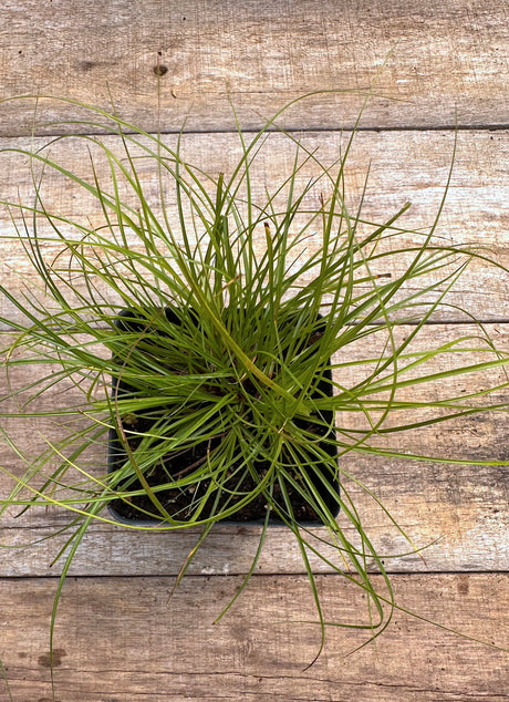 Carex albicans white tinged sedge potted plant for sale