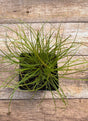 Carex albicans white tinged sedge potted plant for sale