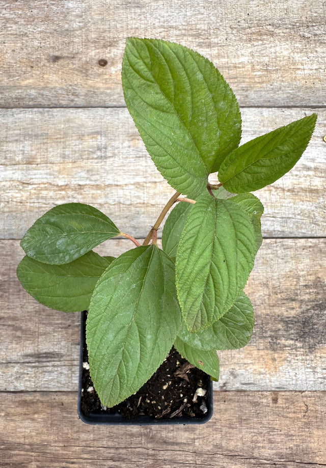 Ceanothus americanus New Jersey tea potted plant for sale