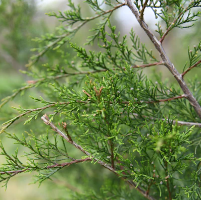 Eastern Red Cedar Native Tree For Sale