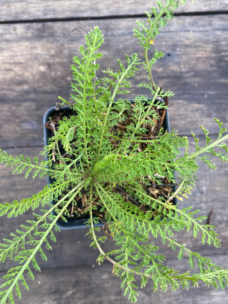 Cerise Queen Yarrow Potted Plant For Sale