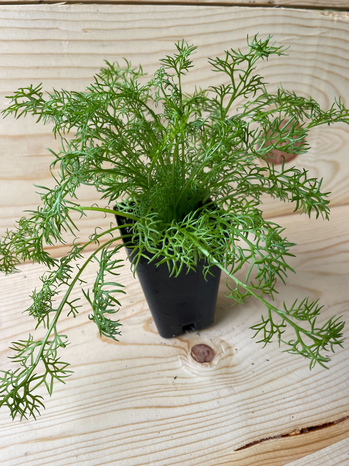 Chamomile, German Organically Grown Native Plants for Sale