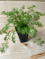 Chamomile, German Organically Grown Native Plants for Sale