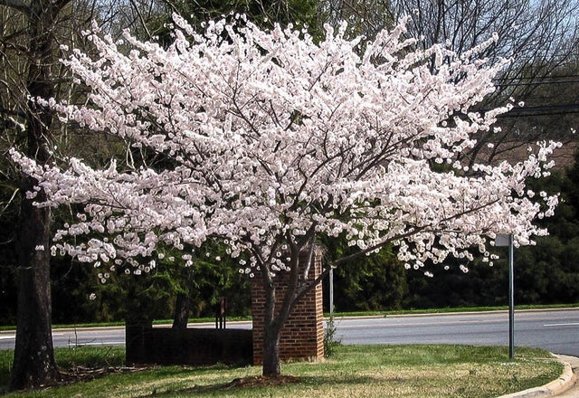 Yoshino Flowering Cherry Bare Root Ornamental Tree For Sale