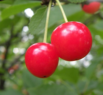 Montmorency Cherry Bare Root Tree For Sale