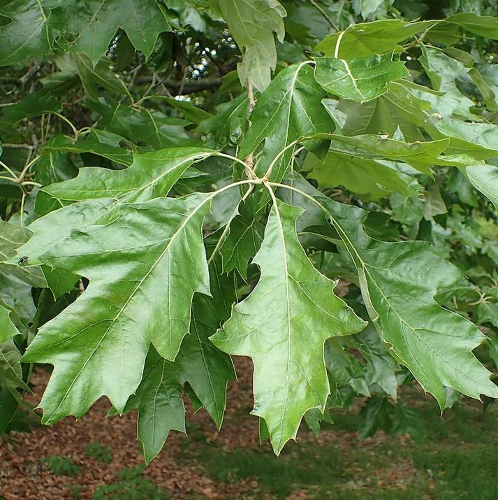 Cherrybark Oak Bare Root Native Tree For Sale