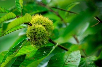 Chinese Chestnut Nut Tree For Sale