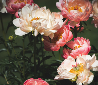 Peony, Coral Charm