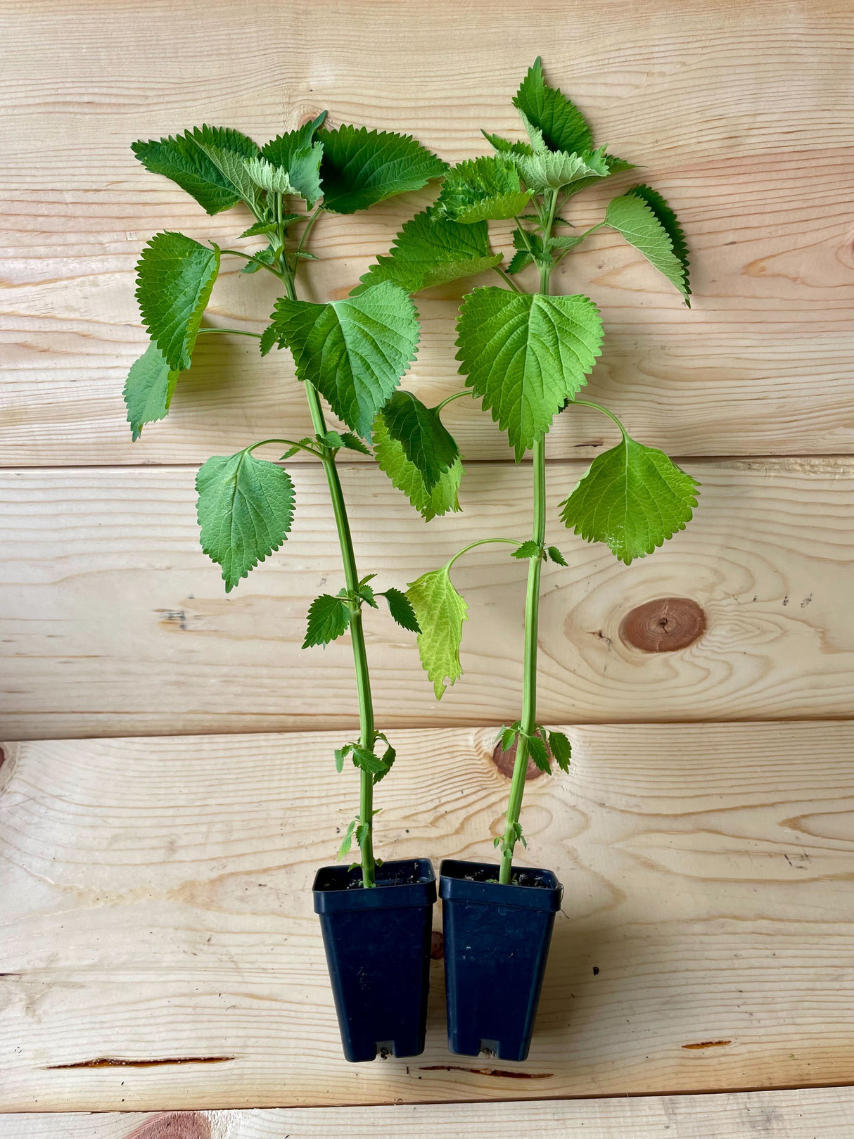 Cordao (Klipp Dagga) Organically Grown Native Plants for Sale