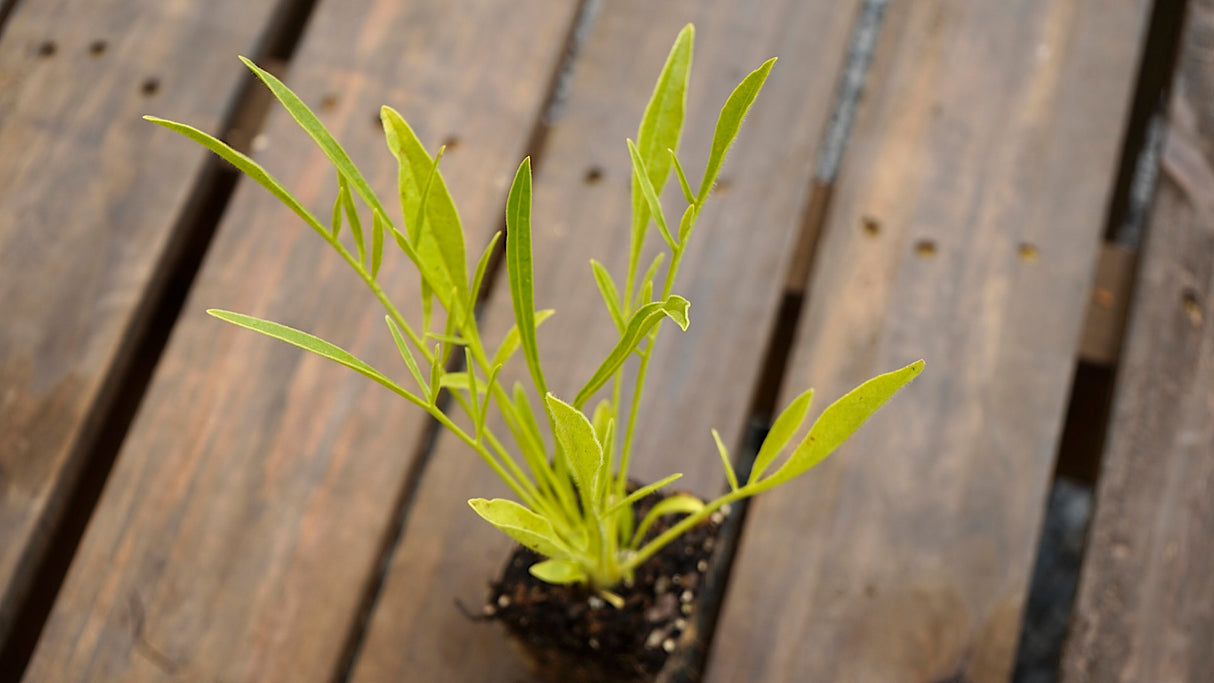 Coreopsis lanceolata lanceleaf coreopsis potted plant for sale