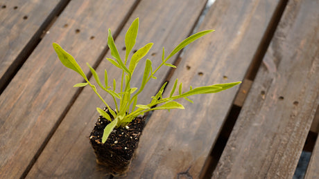 Coreopsis lanceolata lanceleaf coreopsis potted plant for sale