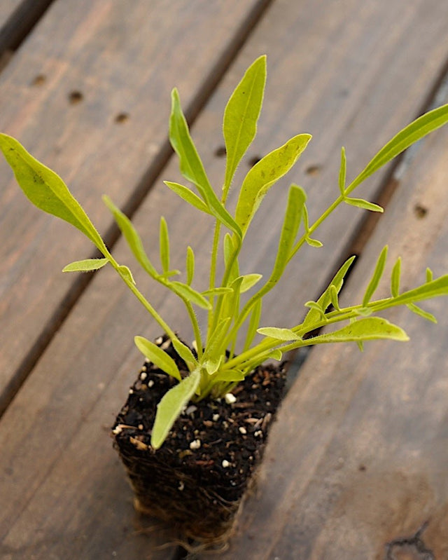 Coreopsis lanceolata lanceleaf coreopsis potted plant for sale