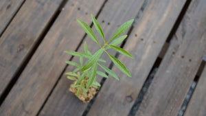 Coreopsis tripteris tall coreopsis potted plant for sale