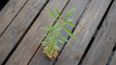 Coreopsis tripteris tall coreopsis potted plant for sale