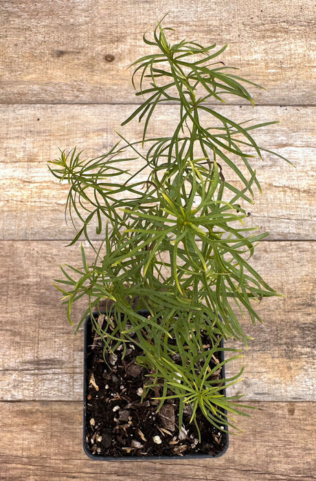 Coreopsis verticillata threadleaf coreopsis 'Zagreb'