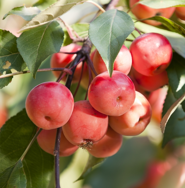 Crabapple Dolgo Plants For Sale Bare Root