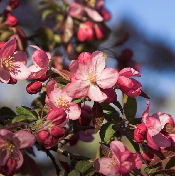 Ruby Tears Bare Root Crabapple Tree For Sale