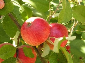 Crabapple Transcendent Plants For Sale Bare Root