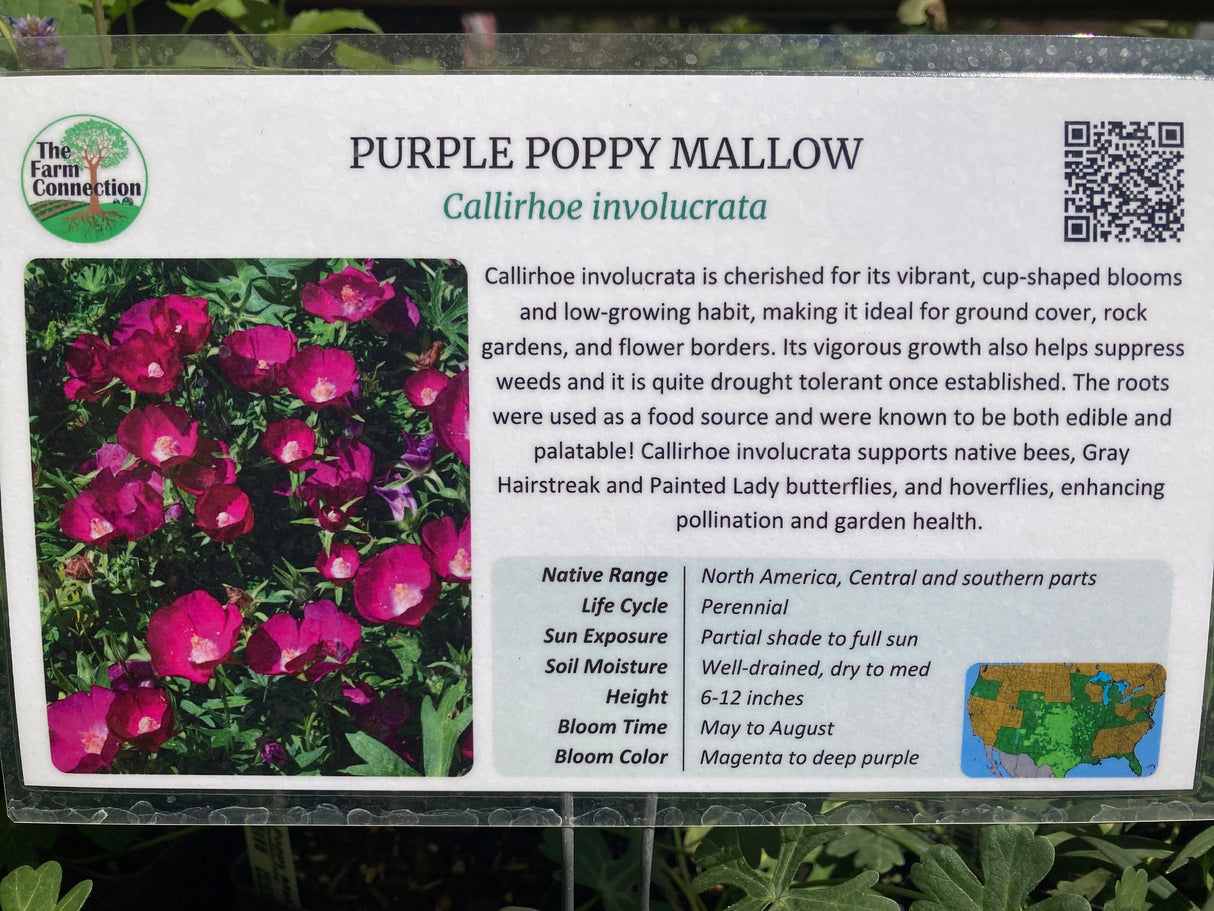 Purple Poppy Mallow