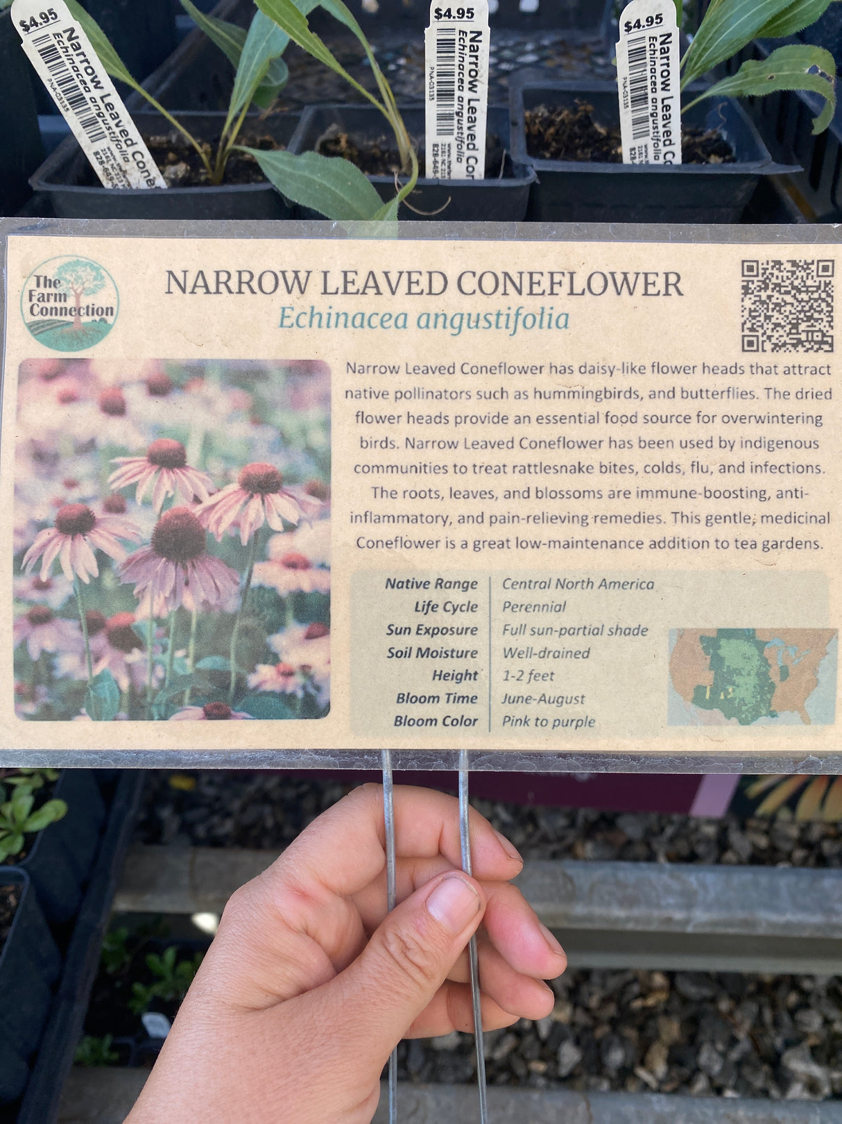 Narrow-Leaved Coneflower