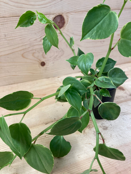 Peperomia, Variegated