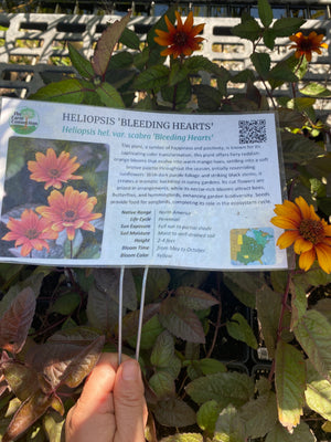 Heliopsis 'Bleeding Hearts'