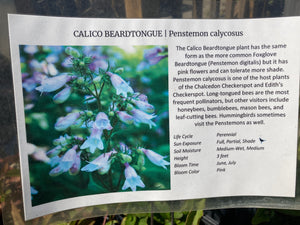 Calico Beardtongue