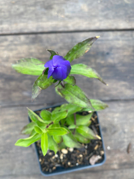 'True Blue' Gentian