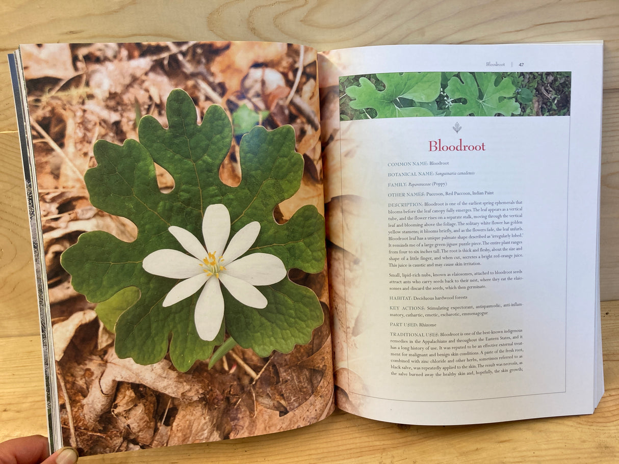 Medicinal Plants of the Southern Appalachians