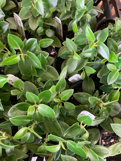 Peperomia, Cupid