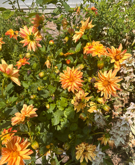 Dahlias garden plant for sale