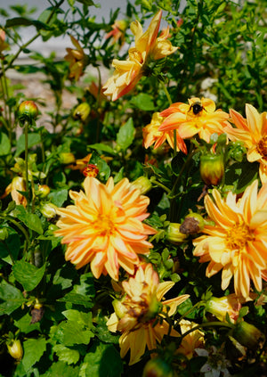 Dahlias garden plant for sale