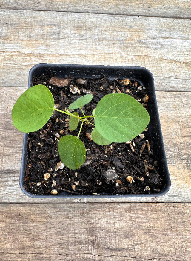 Desmodium canadense showy tick trefoil potted plant for sale