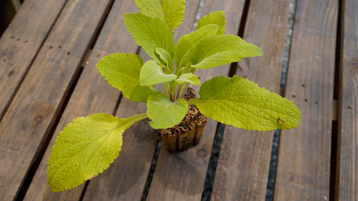 Digitalis purpurea purple foxglove potted plant for sale