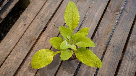 Digitalis purpurea purple foxglove potted plant for sale