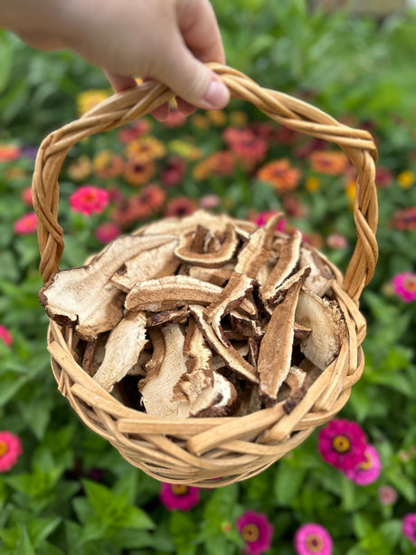 Dried Reishi Mushrooms For Sale