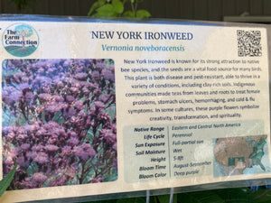 Ironweed, New York