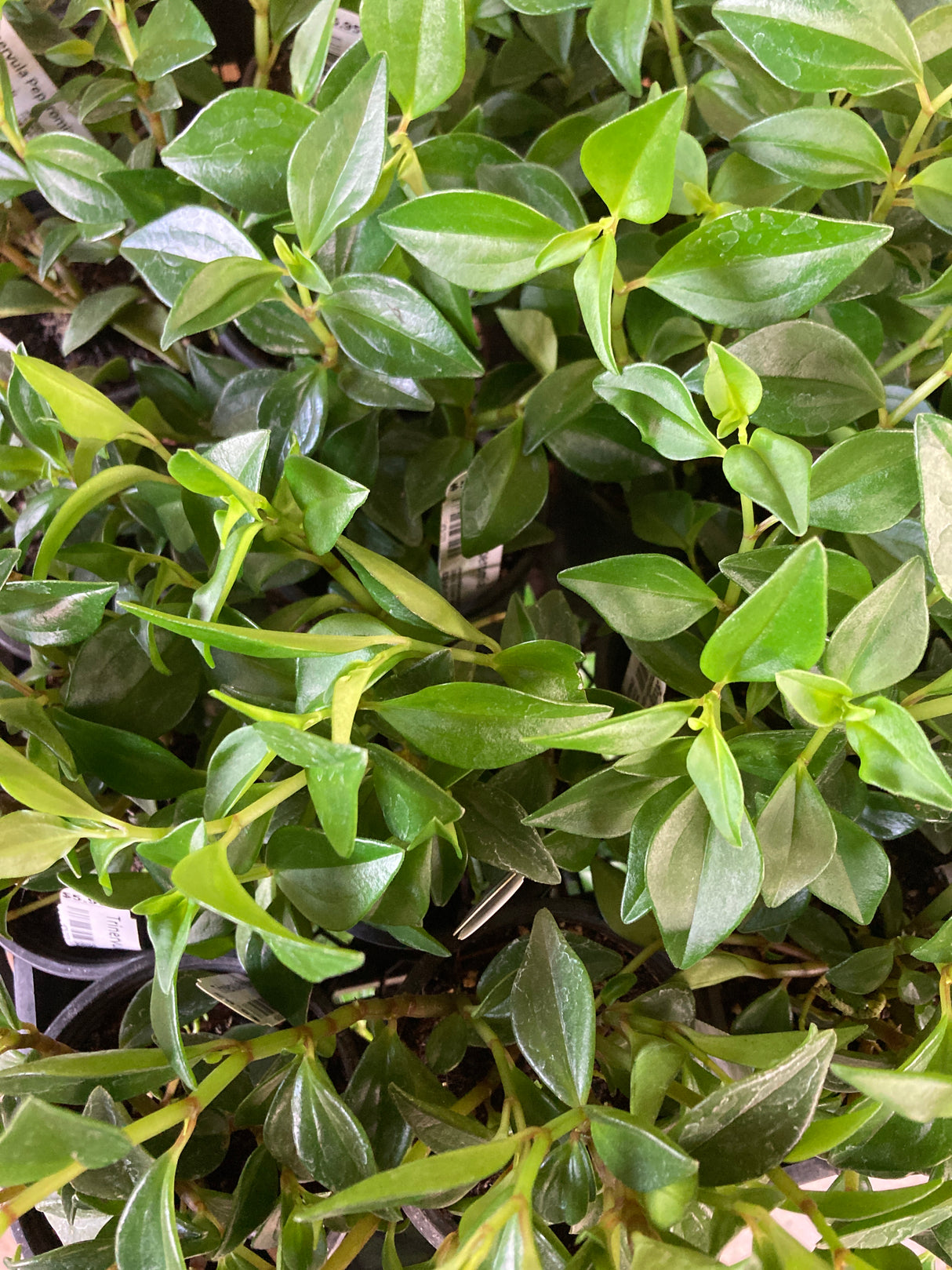 Peperomia, Trinervula